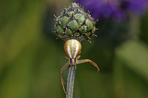 Runcinia grammica