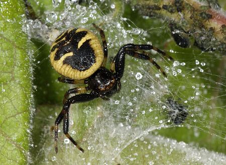 Synema globosum