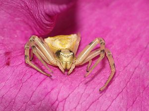 Thomisus onustus