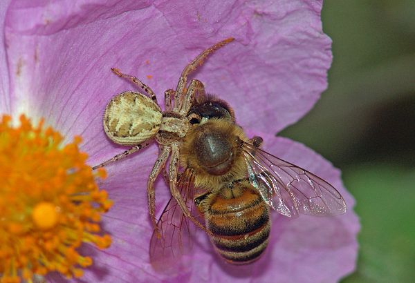 Xysticus cristatus