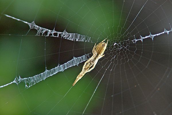 Uloborus walckenaerius