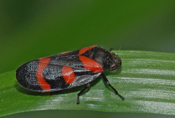 Cercopis arcuata