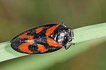 Cercopis vulnerata