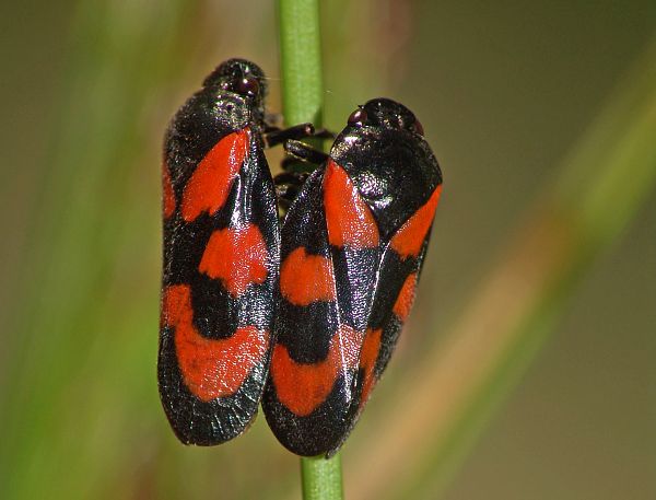 Cercopis vulnerata