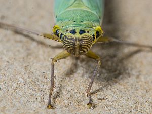 Cicadella viridis