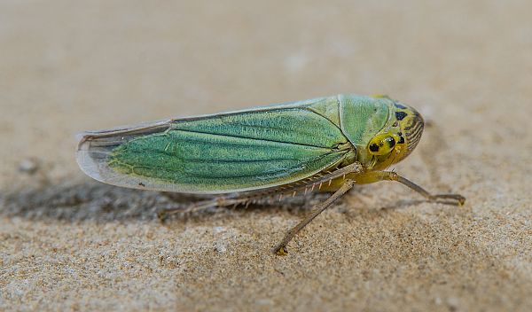 Cicadella viridis