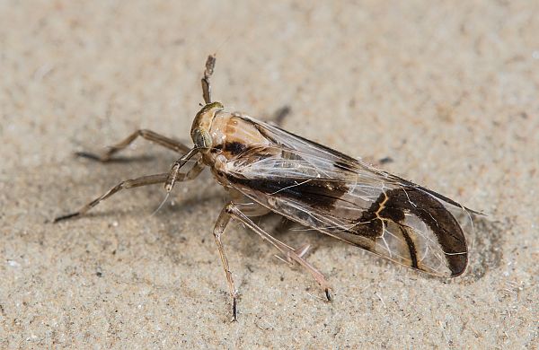 Delphax crassicornis