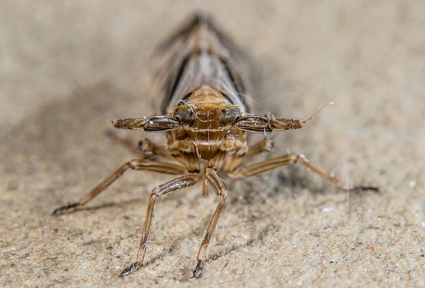 Delphax crassicornis