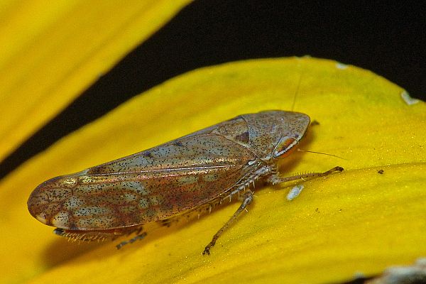 Fieberiella florii