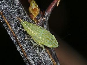 Fieberiella septentrionalis