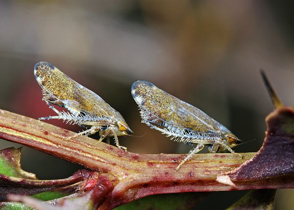 Fieberiella septentrionalis