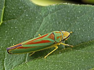 Graphocephala fennahi