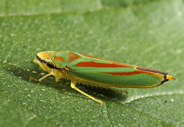 Graphocephala fennahi