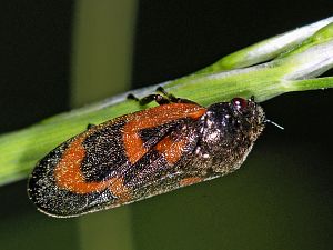 Haematoloma dorsata