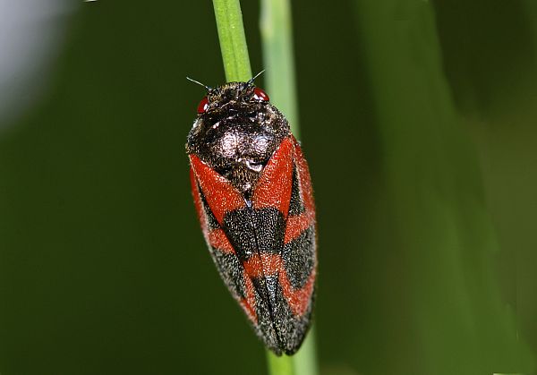 Haematoloma dorsata