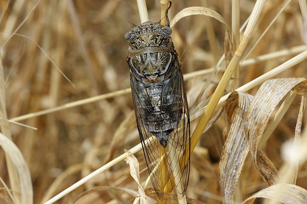 Lyristes plebejus