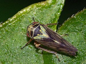 Oncopsis flavicollis