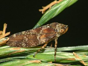 Philaenus spumarius