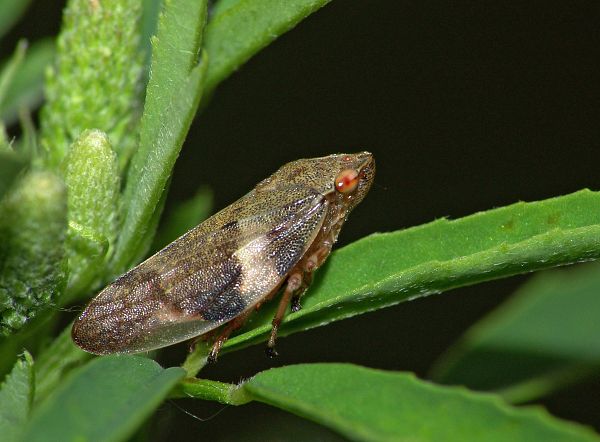 Philaenus spumarius