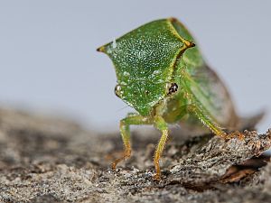 Stictocephala bisonia