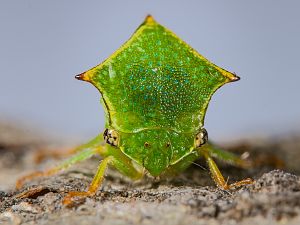 Stictocephala bisonia