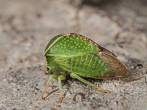 Stictocephala bisonia