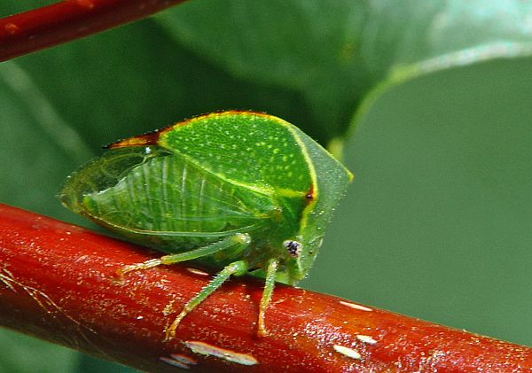 Stictocephala bisonia