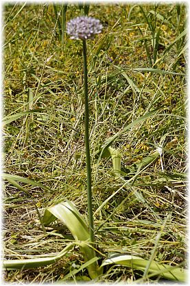 Allium nigrum