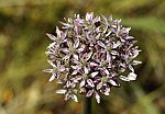 Allium nigrum