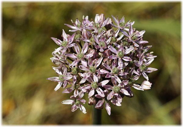 Allium nigrum