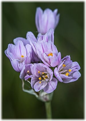 Allium roseum