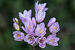 Allium roseum