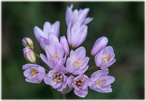 Allium roseum