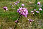 Allium schoenoprasum