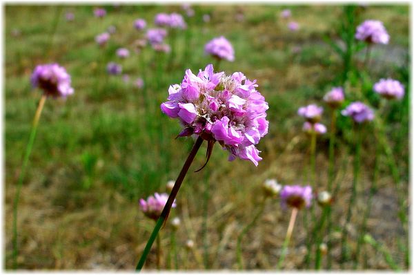 Allium schoenoprasum