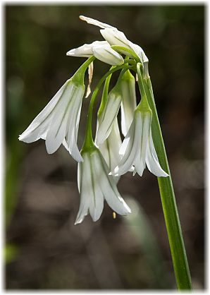 Allium triquetrum