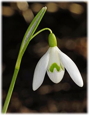 Galanthus nivalis