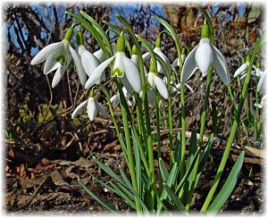 Galanthus nivalis