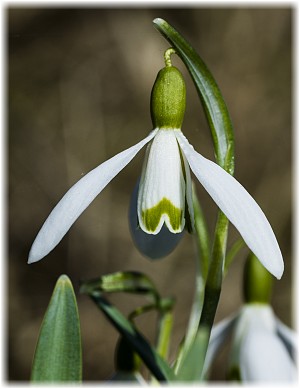 Galanthus nivalis