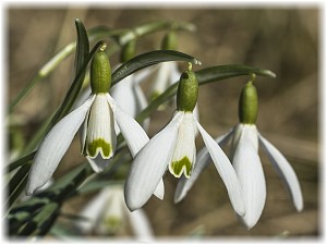 Galanthus nivalis