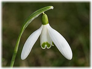 Galanthus nivalis