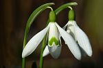 Galanthus nivalis