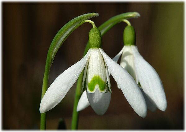 Galanthus nivalis