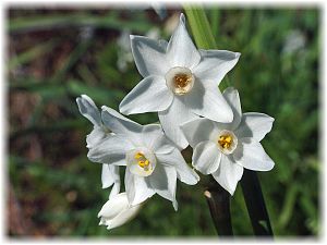 Narcissus tazetta