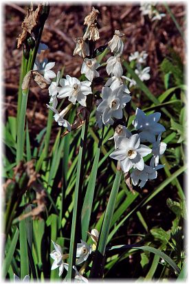 Narcissus tazetta