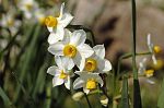 Narcissus tazetta