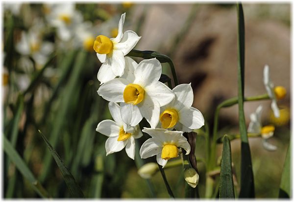 Narcissus tazetta