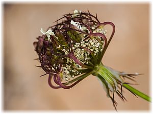 Artedia squamata