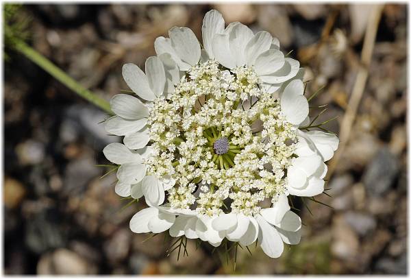 Artedia squamata