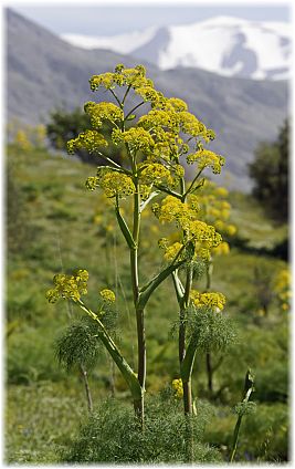 Ferula communis